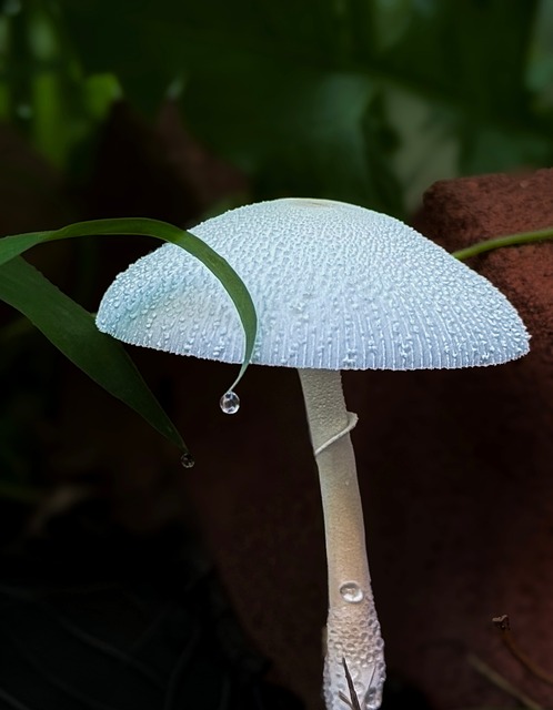Free Mushroom White photo and picture