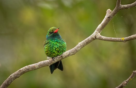Free Hummingbird Nature photo and picture