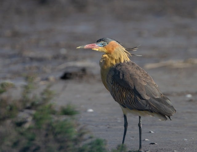 Free Heron Syrigma Sibilatrix photo and picture