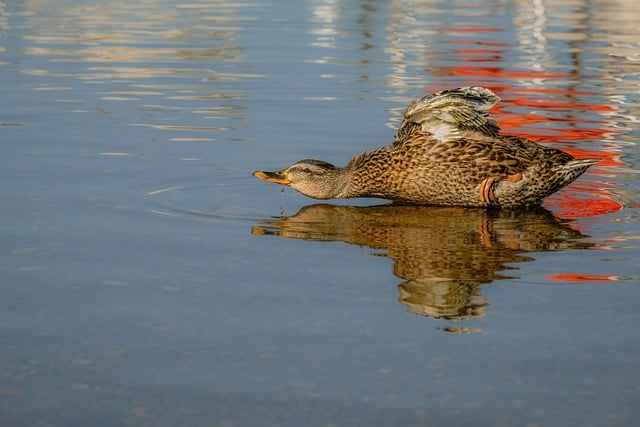 Ente, Spiegelung Im Wasser, Eleganz