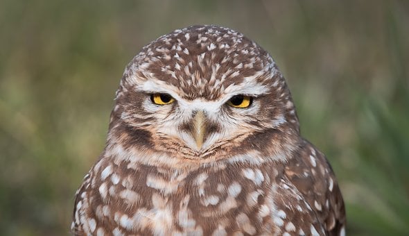 Free Owl Nature photo and picture