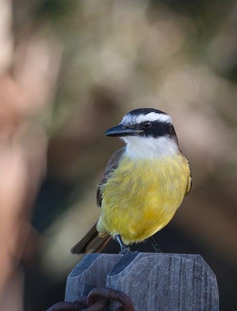 Free Ornithology Forest photo and picture