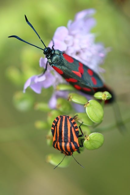 Käfer, Blumentapete, Insekt