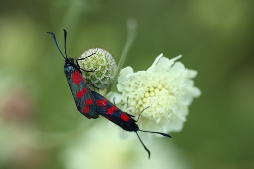 Schmetterling, Blumen Hintergrund