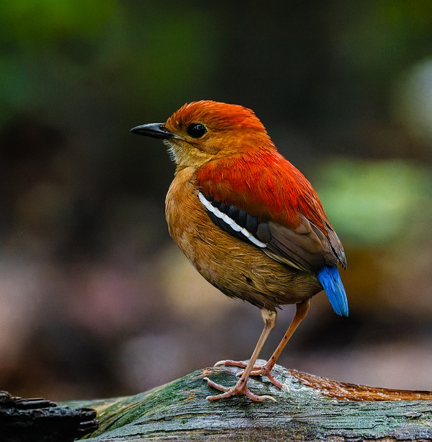 Pássaro, Pássaro Da Floresta Tropical