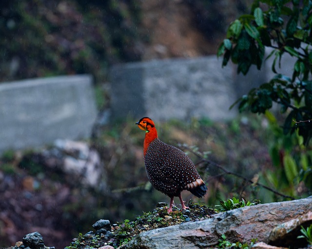 Natureza, Pássaro, Floresta, Fauna
