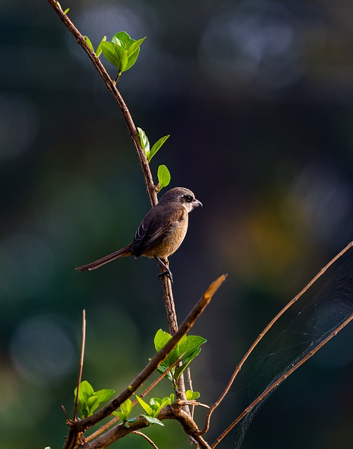 Pássaro, Natureza, Animais Selvagens