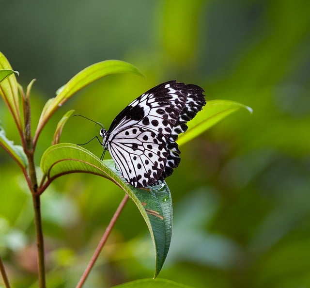 Borboleta, Natureza, Inseto, Fauna