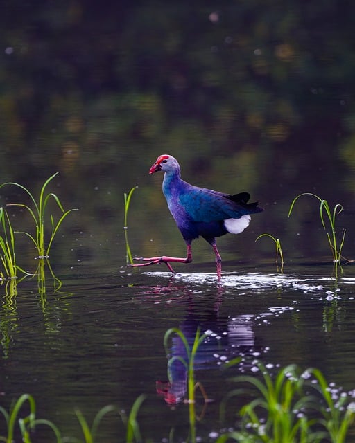 Pântano, Natureza, Vida Selvagem
