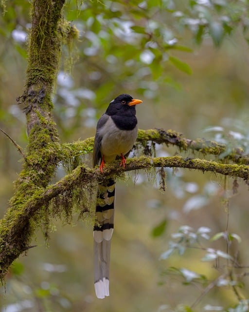 Pássaro, Natureza, Vida Selvagem