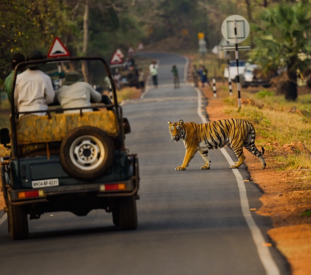 Tigre, Região Selvagem, Predador