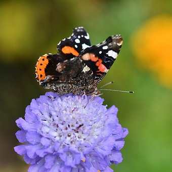 Schmetterling, Blume, Natur, Fliegen