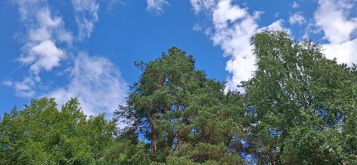 Træer, Blå Himmel, Skyer, Skov, Naturlig
