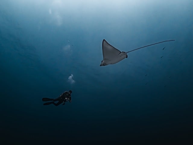 Free Manta Ray Diving photo and picture