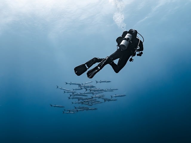 Free Diver Barracuda photo and picture