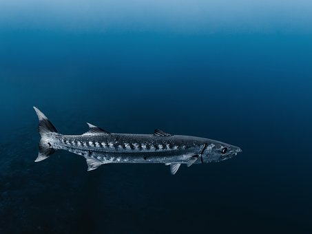 Free Barracuda Blue photo and picture