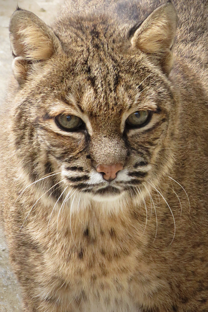Free Bobcat Wild Animal photo and picture
