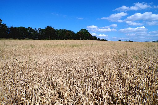 Free Wheat Field photo and picture