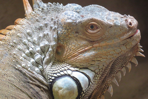 Free Iguana Reptile photo and picture