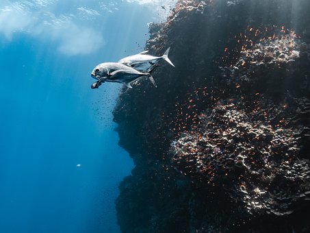 Free Silver Fish Coral Reef photo and picture