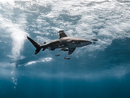 Free Shark Ocean photo and picture