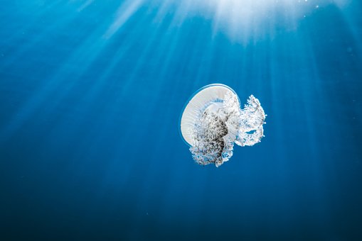 Free Jellyfish Crown Jellyfish photo and picture