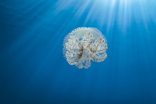 Free Jellyfish Underwater Photography photo and picture