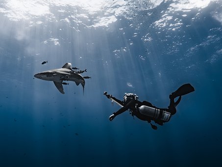 Free Ocean Shark photo and picture