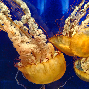 Free Jellyfish Sea Life photo and picture