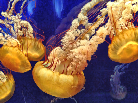 Free Sea Nettle Jellyfish photo and picture