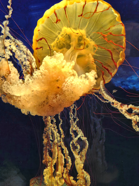 Free Jellyfish Marine Life photo and picture