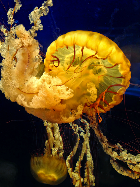Free Jellyfish Marine photo and picture