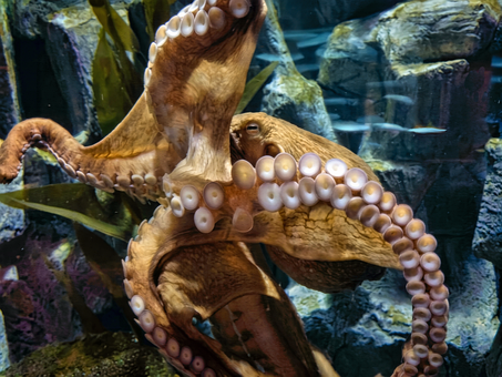 Free Octopus Giant Pacific photo and picture