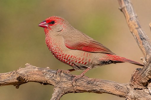 Free Firefinch Bird illustration and picture