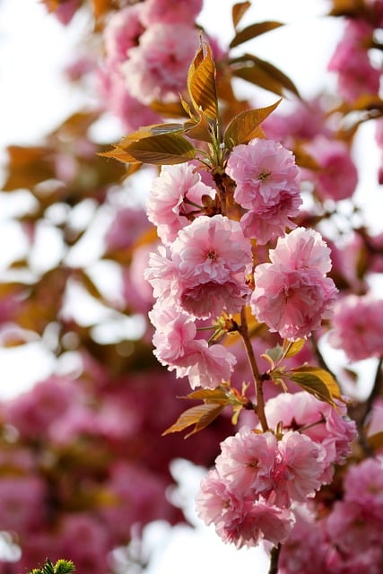 Kersenbloesem, Roze, Lente, Natuur, Boom