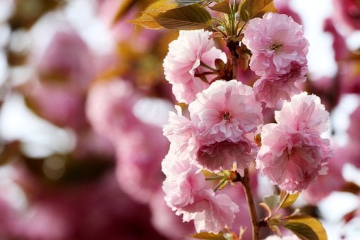 Cherry Blossom, Roze, Mooie Bloemen