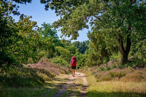 Free Hiking Forest photo and picture