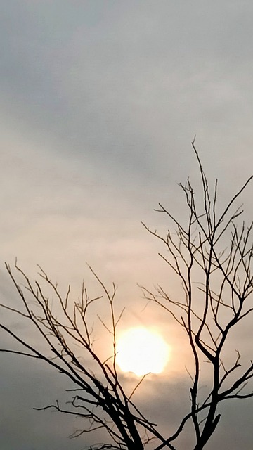 Baum, Silhouette, Sonnenuntergang