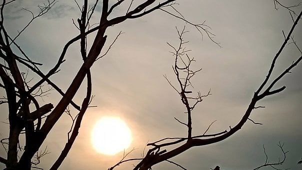 Natur, Baum, Sonnenuntergang, Zweige