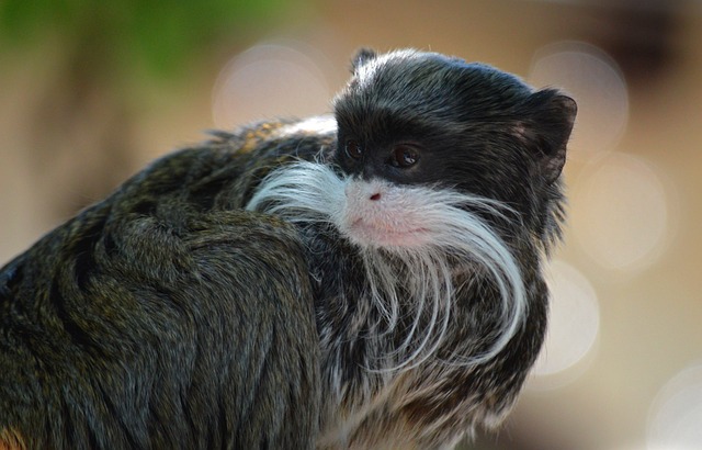 Free Monkey Emperor Tamarin photo and picture