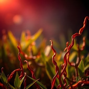 Free Nature Plant illustration and picture
