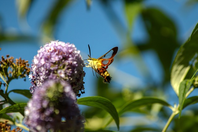 Kolibríkový Motýľ, Hmyz, Motýľ, Príroda