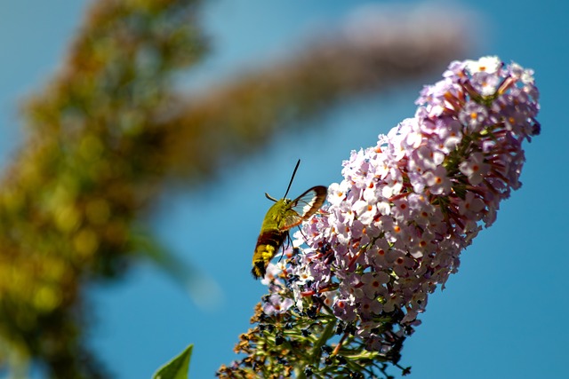 Kolibrík Motýľ, Príroda, Motýľ, Krídla