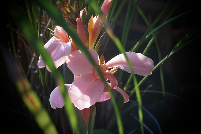 Free Pink Flower Green Leaves photo and picture