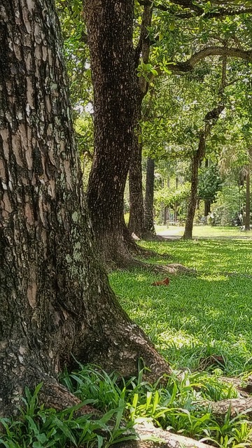 Baum, Natur, Wald, Rinde, Blätter, Gras