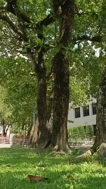 Baum, Natur, Grün, Landschaft
