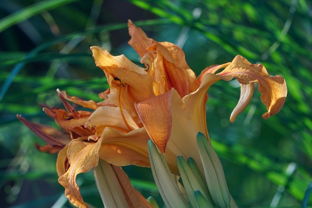 Free Lily Orange Flower photo and picture