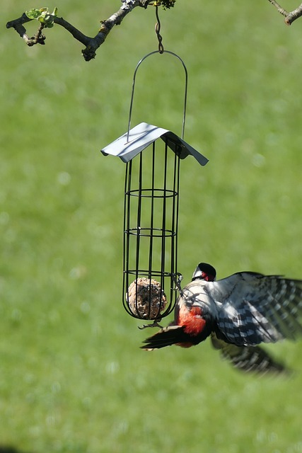 Buntspecht, Vogelhaus, Fliegender Vogel