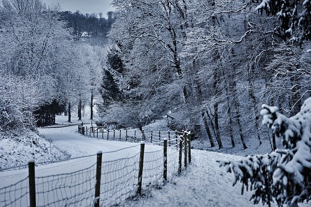 Free Winter Landscape Snow-Covered Trees photo and picture