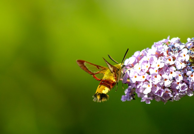 Kolibrík Mora, Krídla, Príroda